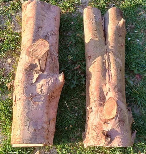 Yew tree logs wood turning