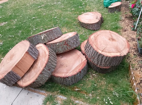 Freshly cut oak - cut, large