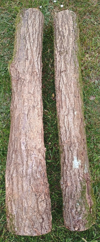 Oak wood logs - , hardwood