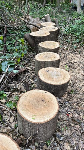 Large logs maple - logs,